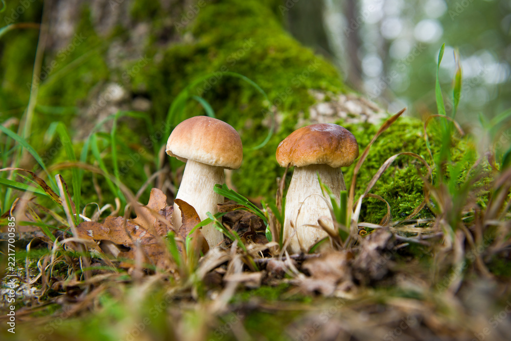 Fototapeta premium Wild Boletus Mushrooms Growing in Mossy Forest