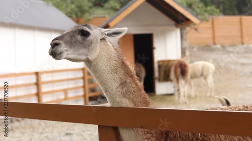 alpaca on a farm, a llama
