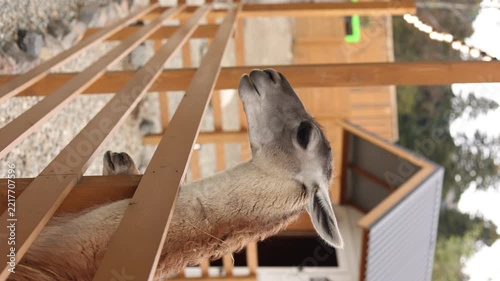 alpaca on a farm, a llama
