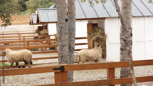 Rams on the farm. Rams eat hay.