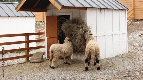 Rams on the farm. Rams eat hay.