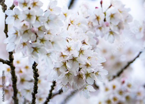 Obraz na plátně cherry tree blossom