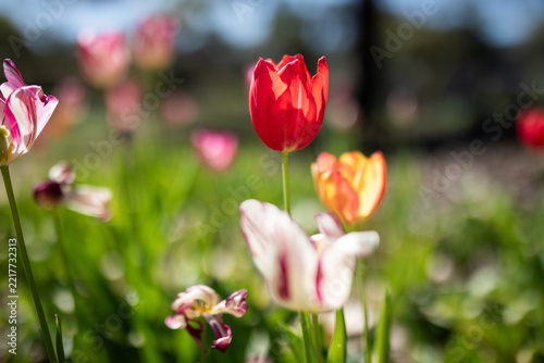 Vibrant Tulips Blooming Under Warm Sunlight