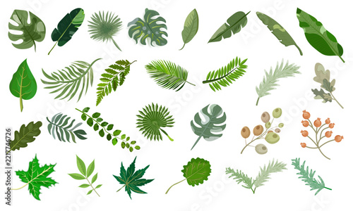 Big set of tropical and forest leaves, branches and berries vector illustration isolated on white background