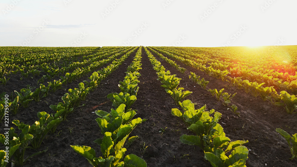 Fototapeta premium Young sugar beet plants growing in rows on a vast agricultural field during golden hour sunset, farming landscape
