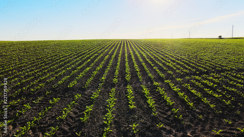 Fototapeta premium Young sugar beet plants emerging from dark soil, forming linear patterns across a vast agricultural field under bright sunlight