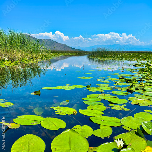 Blue green landscape by covered with leaves of water lily lake