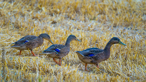 Three cute wild ducks search for food in a mown field