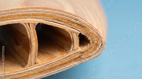 Wood Cross Section With Internal Hollow Structure Close Up