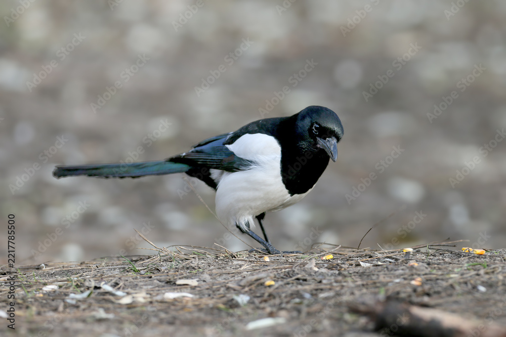 Obraz premium Eurasian Magpie (Pica pica) standing on the ground near food seeds.