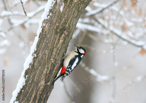 Great Spotted Woodpecker (Dendrocopos major) male perching on a snowy tree trunk.