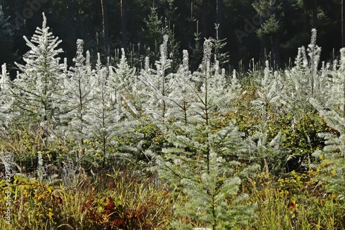 Mit Spinnweben und Tau bedeckter Nadelwald im Herbst