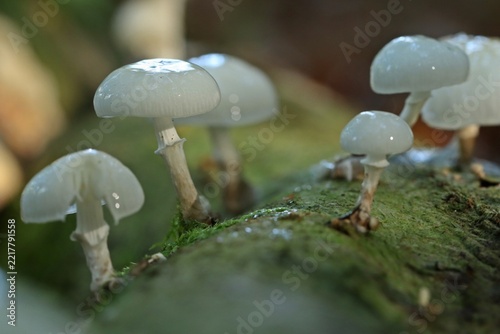 Buchen-Schleimrüblinge (Mucidula mucida)
