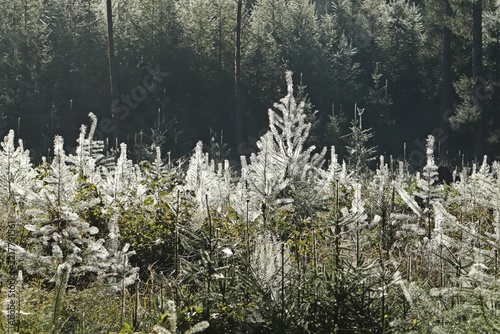 Mit Spinnweben und Tau bedeckter Nadelwald im Herbst