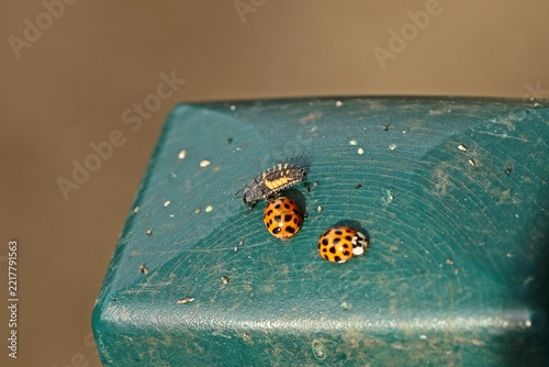 Asiatische Marienkäfer (Harmonia axyridis) mit Larve