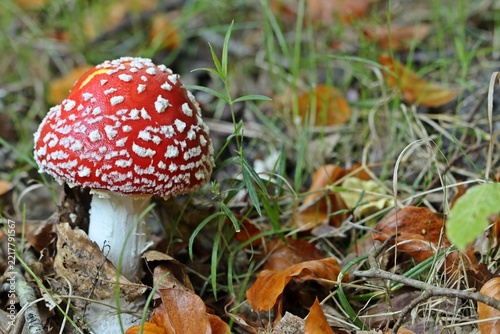 Fliegenpilz (Amanita muscaria) in Ostfriesland