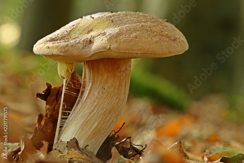 Gemeiner Steinpilz (Boletus edulis)