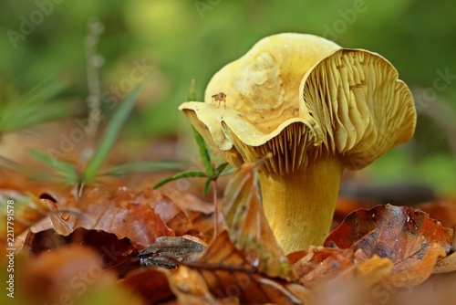 Gemeiner Schwefel-Ritterling (Tricholoma sulphureum)