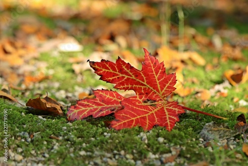  Blatt des Rot-Ahorns (Acer rubrum) in Herbstfärbung