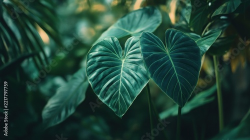 Lush tropical leaves in a greenhouse setting