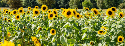 Panorama eines sommerlichen Feldes mit Sonnenblumen mit Textfreiraum