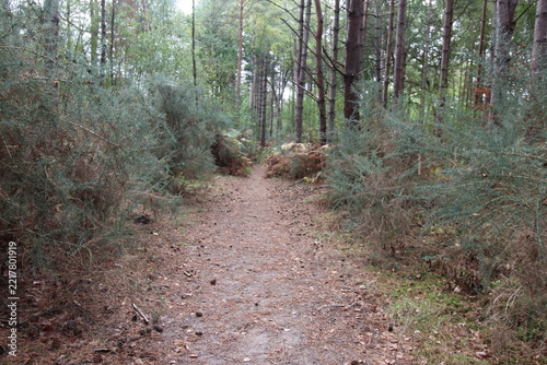 walk in the forest