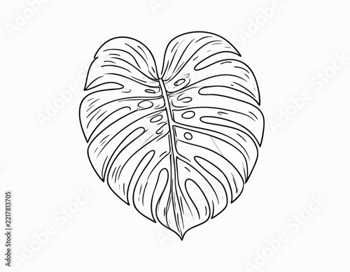 Hand drawn illustration of a single monstera deliciosa leaf.