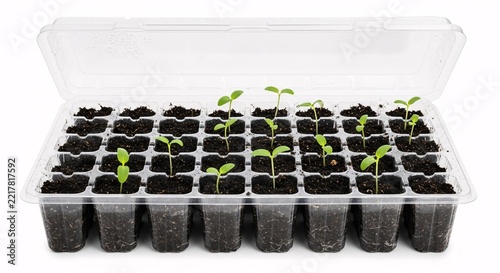 Young seedlings growing in a clear plastic seed tray