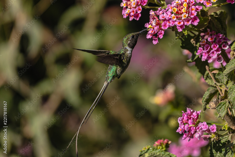 Fototapeta premium Peruvian Sheartail hummingbird feeding on nectar from a flower in Arequipa, Peru