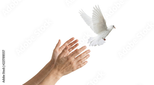 Beautiful white dove taking flight from open human hands with soft wings on transparent background