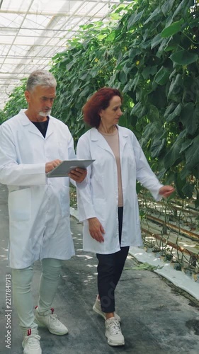 Greenhouse managers plan cultivation strategy while walking production rows, discussing schedules, resource allocation and operational improvements for efficient seasonal yield optimization. vertical 