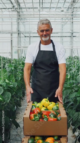Organic farmer displaying colorful peppers in lush green greenhouse. Proud farmer pushes cart filled with rainbow peppers beneath sunlit glasshouse roof. Bright peppers in green rows.