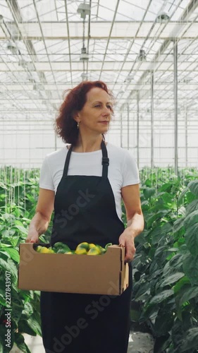 Organic female cultivator carrying box of yellow bell peppers through greenhouse. Woman tending peppers in greenhouse environment. Female grower transporting peppers amid lush greenhouse rows.