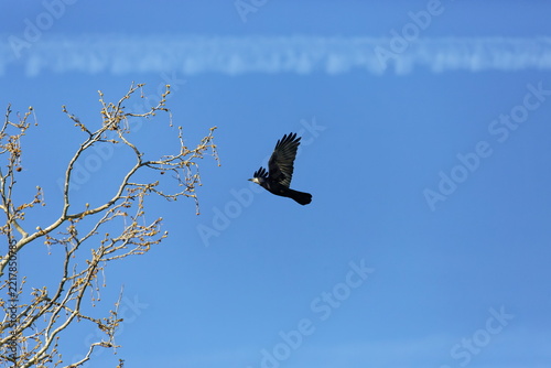 A black bird with wings spread flies against a clear blue sky with a distant contrail