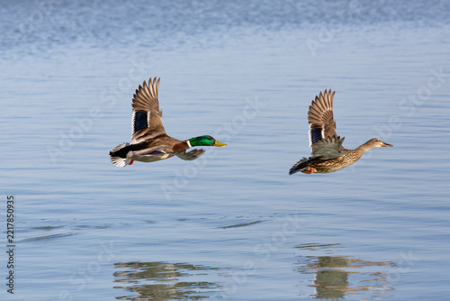 Two mallard ducks flying low over calm blue water in daylight