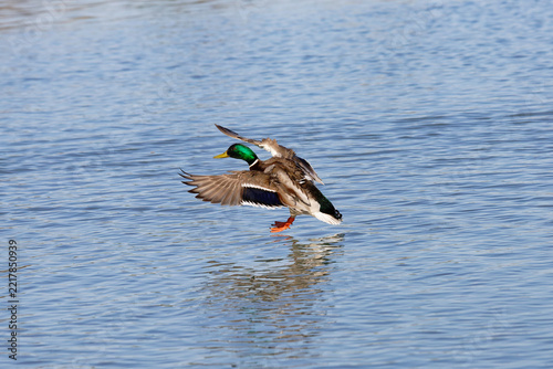 Mallard duck landing on water with wings spread and feet extended