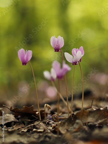 Ivy leaved cyclamen (Cyclamen hederifolium)