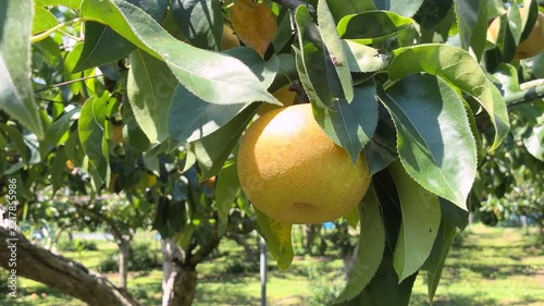 秋の味覚 梨狩り フルーツ狩り