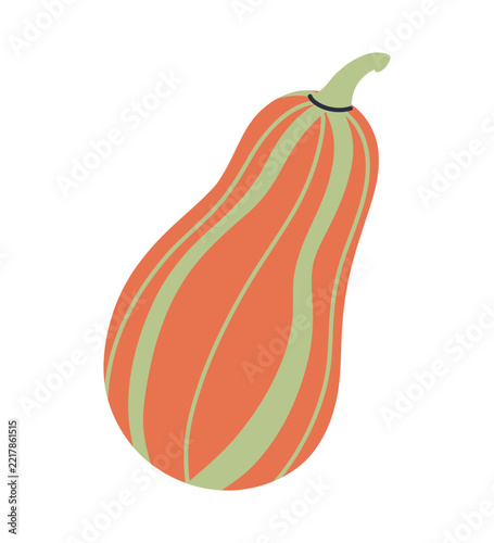 Striped pumpkin. Autumn concept. Vector.