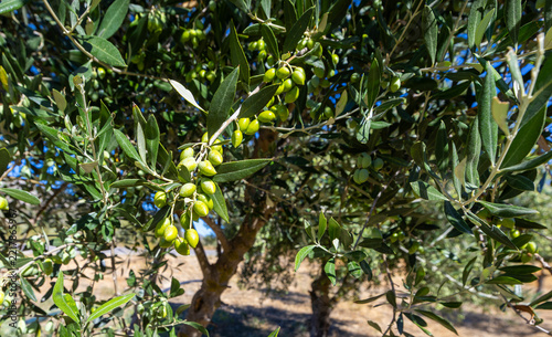 Throumpa Chiou (Chios Date Olive) from the Greek island of Chios