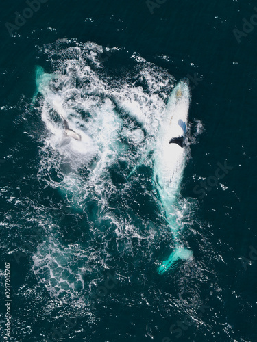 Aerial view of humpback whales breaching and splashing in the deep blue ocean near Long Reef Headland, Collaroy, New South Wales, Australia.