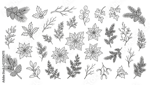 Set of hand drawn winter botanical branches and holiday flowers.