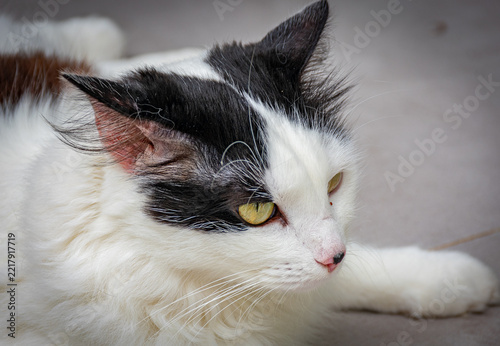 gato branco e preto