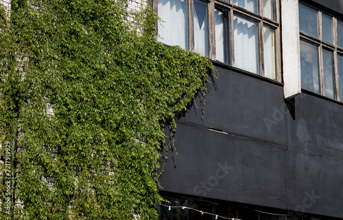 Green ivy vine growing on brick building facade with black wall and wooden windows.