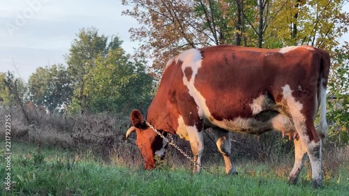 Cow grazing on pasture in autumn.