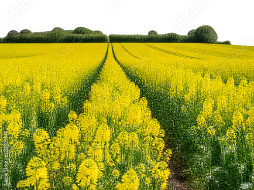 Biofuel crop field rows of flowering rapeseed with dense yellow racemes running to a distant hedge along a tramline