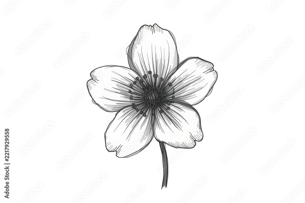 Fototapeta premium Botanical flower line drawing cutout with transparent background