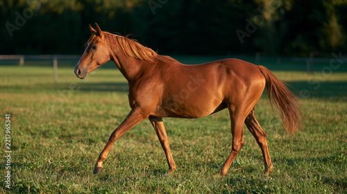 a brown horse mwalking on a green field