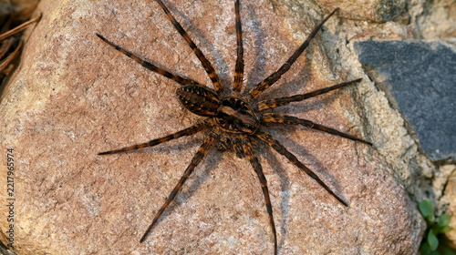 top view of a tarantula spider