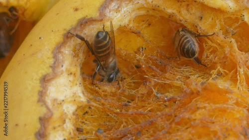Bee keeping food, processing into honey, from the mango ripe. 